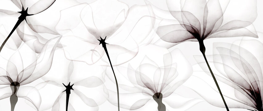 Luxury black and white art background with transparent flowers. Botanical flower banner under x-ray for web design, packaging, design, decor, wallpaper
