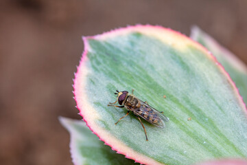 Syrphidae live on plants in North China