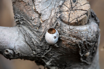 Pupa shell of yellow thorn moth in wild environment, North China