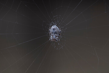 Tarantula inhabits the wild, North China