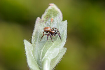 Jumping spider in the wild, North China