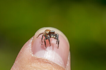 Jumping spider on human nail