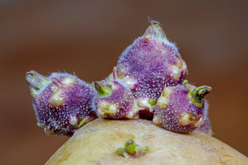 Macro photos of potato buds