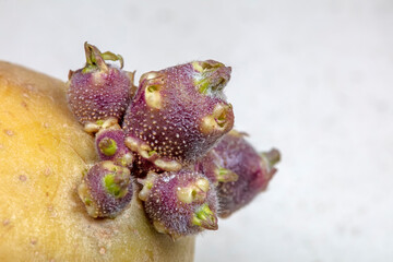 Macro photos of potato buds
