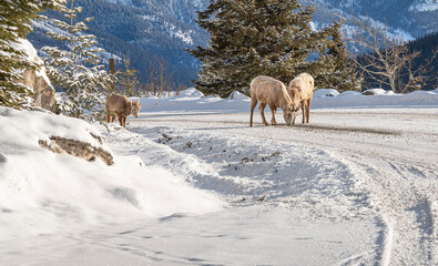 Bighorn Sheep (Ovis canadensis) eating road salt in Banff National Park, Alberta, Canada