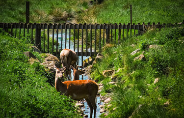 Deers in brook in the summer