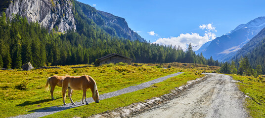 Grazing horses in the Austrian Alps in the Habach Valley. Salzburg Land.