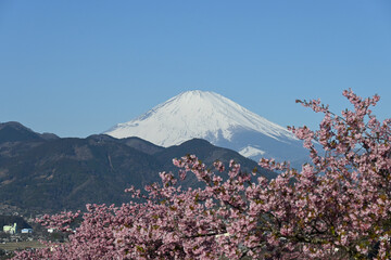 松田山の河津桜と富士山