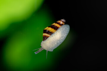 Anentome helena snail crawling on the glass of the aquarium, with a distinctive yellow and brown banded pattern. - obrazy, fototapety, plakaty