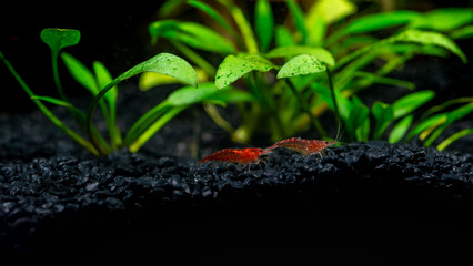 Two small red shrimps in an aquarium with black pebbles and green plants.