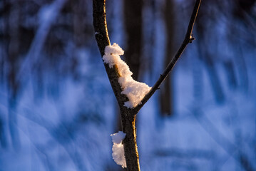 Sun lit snow in tree crotch