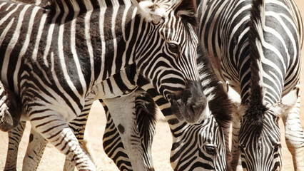 Fototapeta na wymiar Can you tell how many zebras there are. Shot of zebras on the plains of Africa.