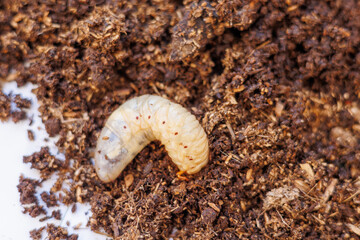 土の上に出されたカブトムシの幼虫