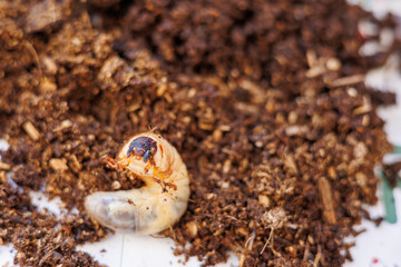 土の上に出されたカブトムシの幼虫