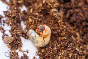 土の上に出されたカブトムシの幼虫