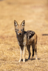 Black Backed Jackal, Kruger National Park