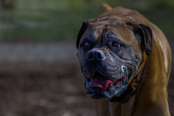 2022-03-05 A ELDER BULLMASTIFF WITH A FADED BACKGROUND AT A OFF LEASH AREA AT MARYMOOR PARK IN REDMOND WASHINGTON