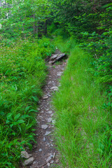 Appalachian Trail near Clingmans Dome