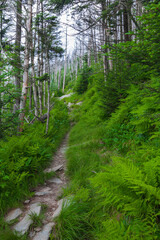Appalachian Trail near Clingmans Dome