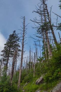 Dead Trees in a Changing Environment near Clingmans Dome