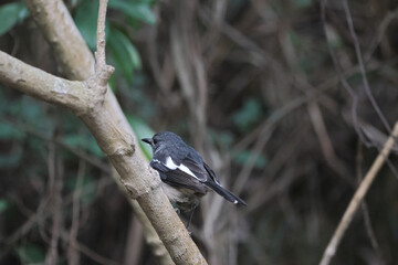 the little bird at nature, rock background 28 Feb 2022