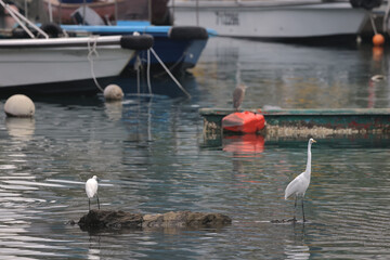 the White egret at the coast, hong kong  28 Feb 2022