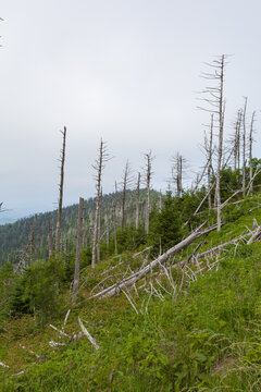 Dead Trees in a Changing Environment near Clingmans Dome