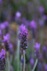 lavender flowers in the garden