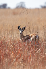 Springbok Ram, Pilanesberg National Park