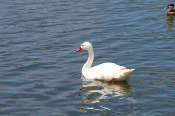 swans and ducks lagoon