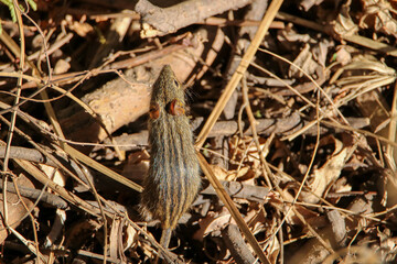 Four-striped Grass Mouse, Kgalagadi