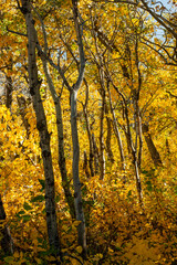 Fall Aspens