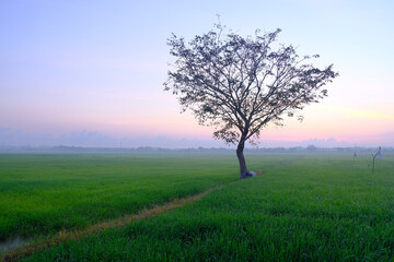 Fototapeta na wymiar Beautiful sunrise with an alone tree over the paddy field at Selising, Pasir Puteh, Kelantan, Malaysia. Noise is visible in large view due to low light condition.