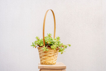 Decorative echeveria plant in a wicker basket to hang on a terrace