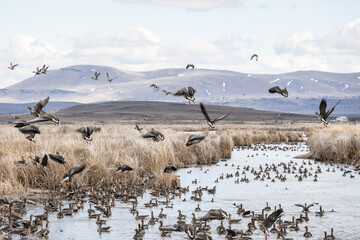 Geese and ducks in the winter in Northern California 