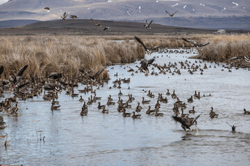 Geese and ducks in the winter in Northern California 