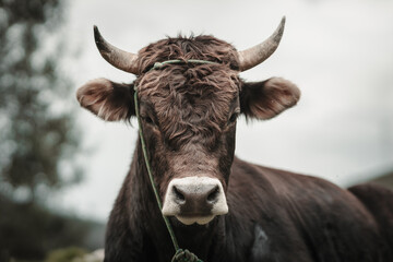 toro en campo de sembrío para fondos y diseños, bull