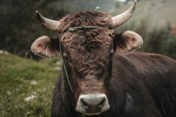 toro en campo de sembrío para fondos y diseños, bull