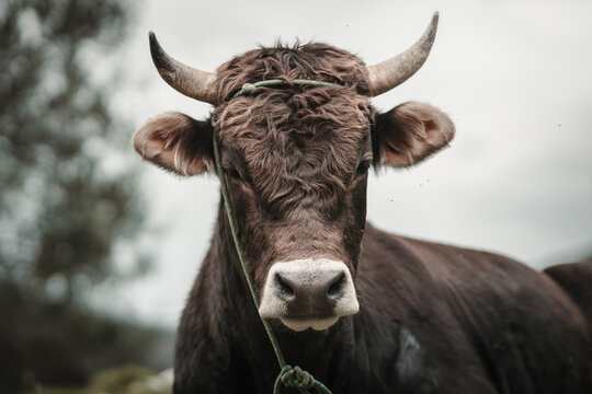 toro en campo de sembr&iacute;o para fondos y dise&ntilde;os, bull
