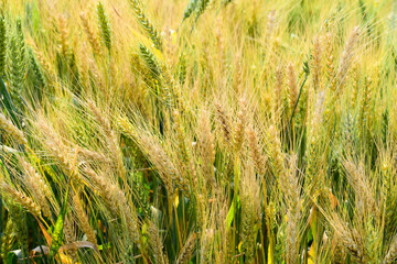 Field of green wheat in the morning spring sunlight,Indian agriculture, field India.