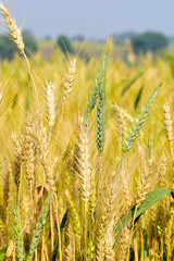 Field of green wheat in the morning spring sunlight,Indian agriculture, field India.