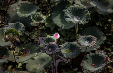 Bud of Pink fancy waterlily or lotus flower in pond with green water lily leaves background. A...