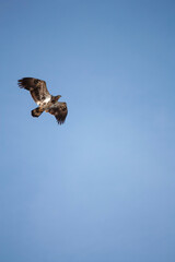 Obraz premium Immature Bald eagle