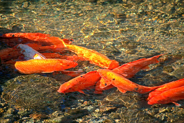 A red koi fish in the stream