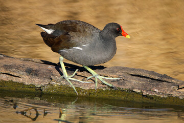 Common Moorhen, Kruger National Park