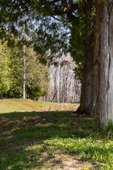 Fototapeta premium 春の公園 