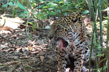 leopard yawn