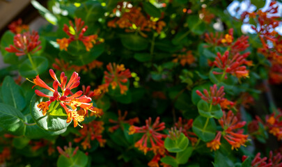 Blooming orange honeysuckle is highlighted by morning sun, one clump of blossoms and buds shining...