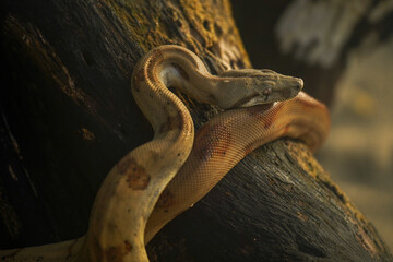 Snake at Coiba Island Panama