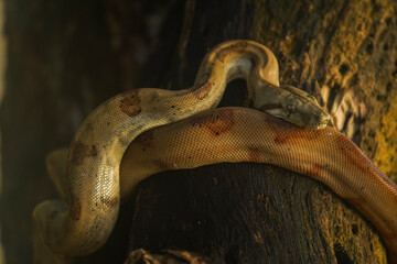 Snake at Coiba Island Panama